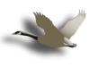 Captcha image 2057
